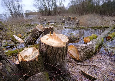 Tăierea ilegală a pădurilor